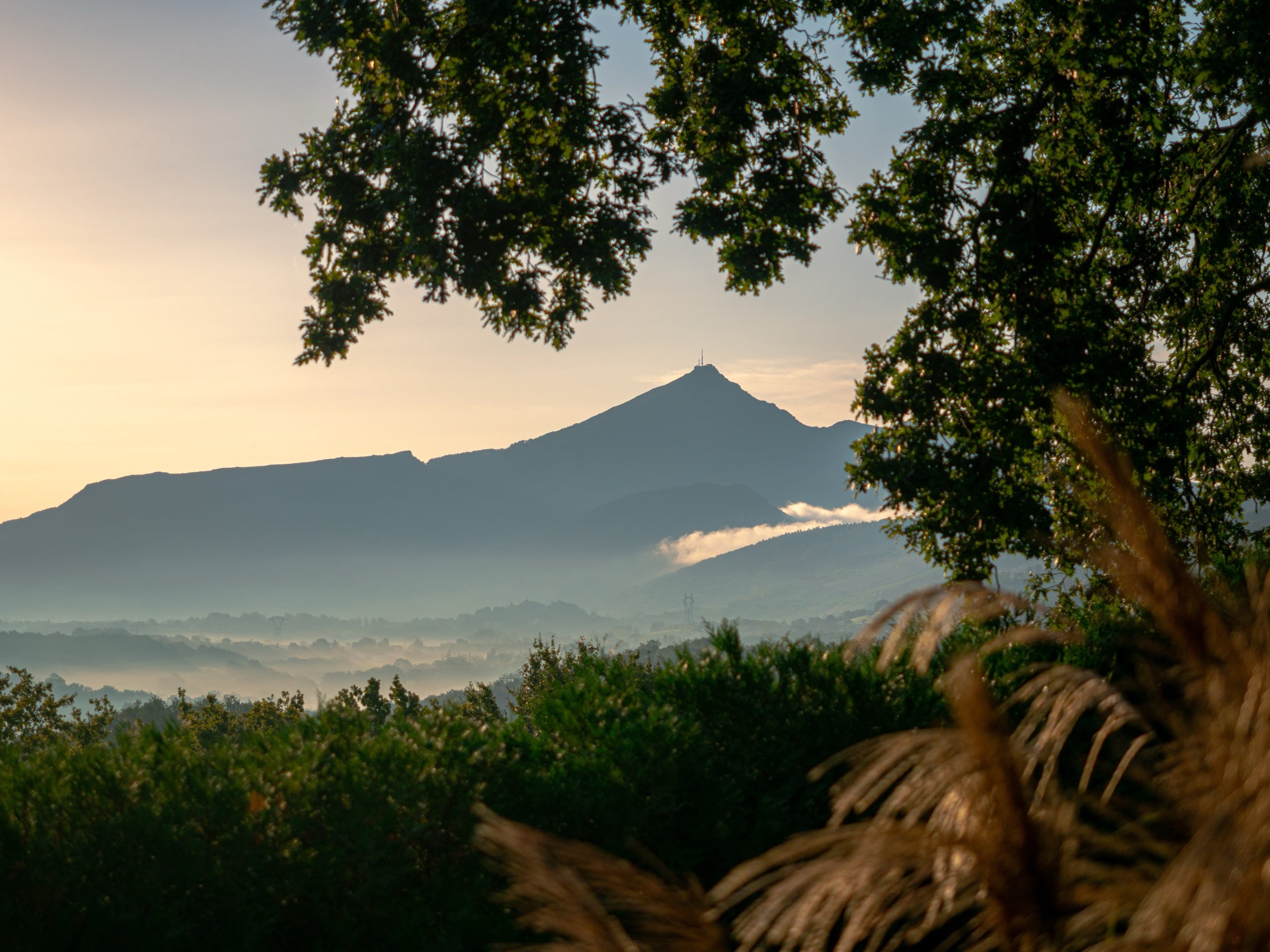La montagne émerge de la brume du matin, encadrée par les branches d'un arbre et des herbes dorées au premier plan.