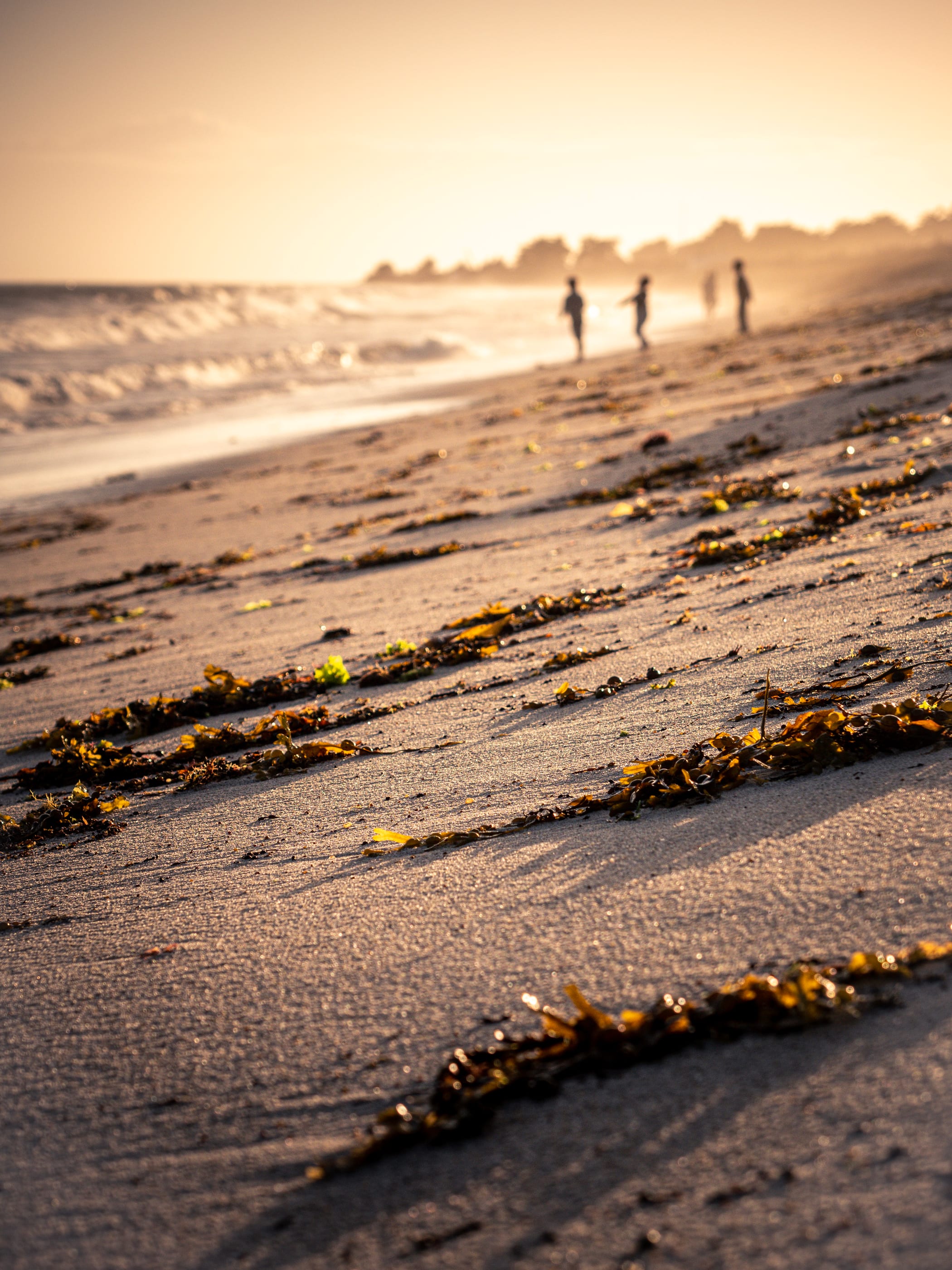 Des algues échouées sur le sable dans la lumière dorée du soir, quelques silhouettes floues au bord des vagues.