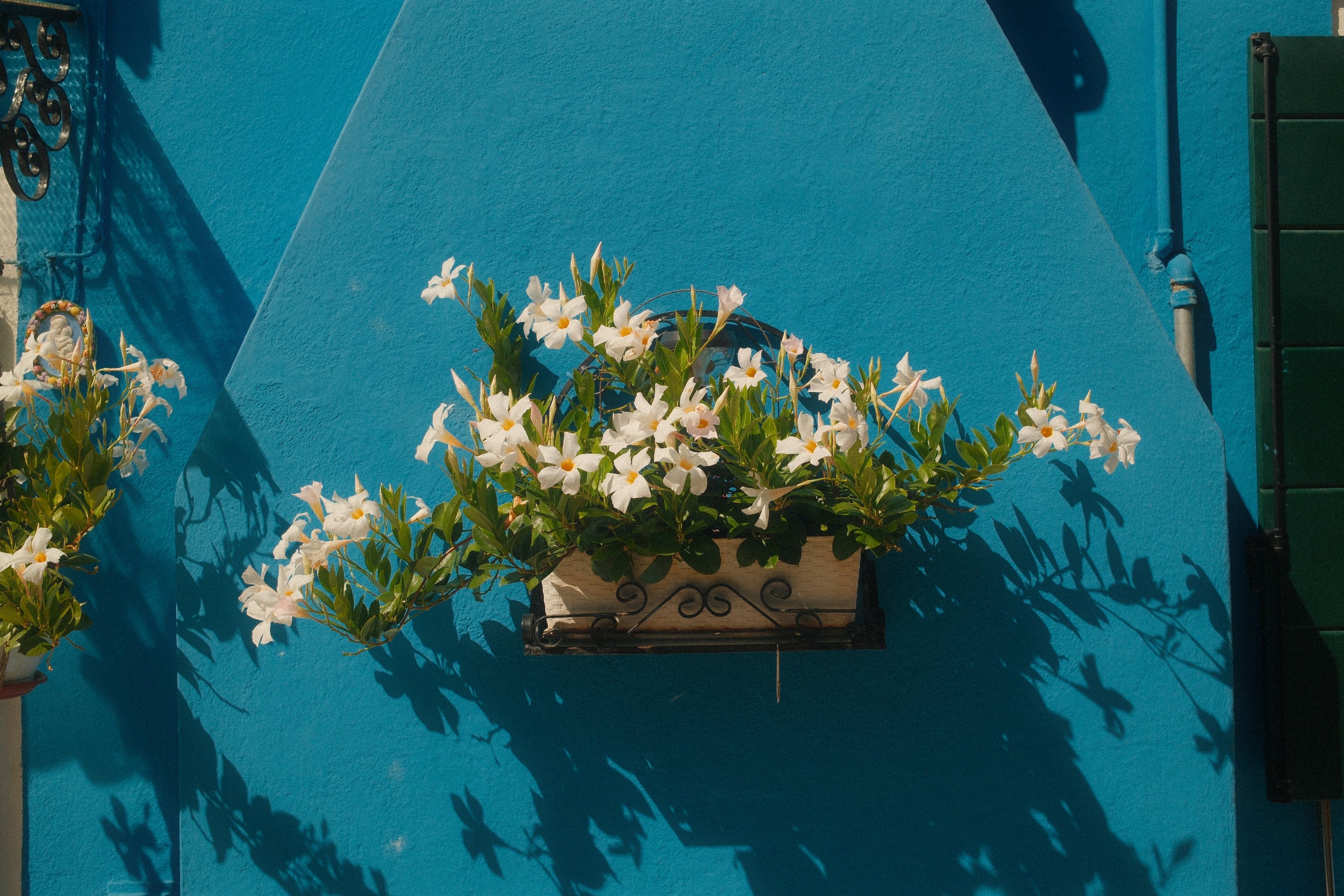 Une jardinière de fleurs blanches accrochée à une façade turquoise, le soleil dessinant leurs ombres sur le crépi.
