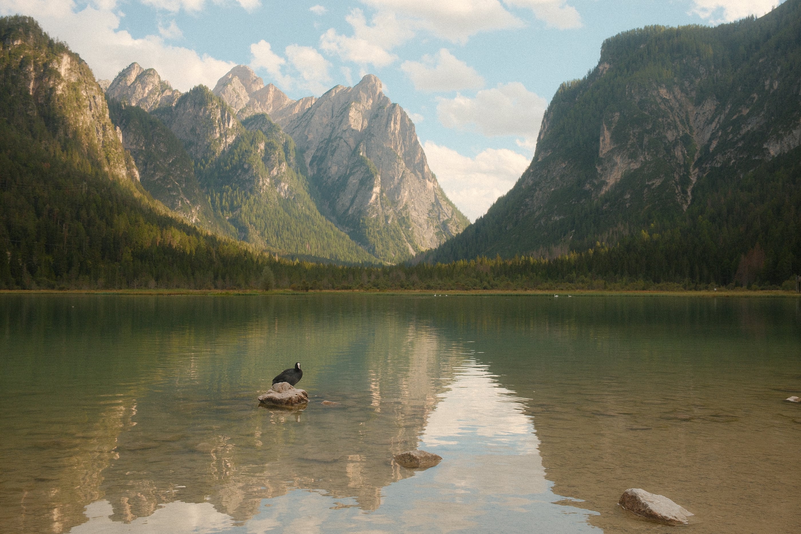 Une foulque posée sur un rocher dans l'eau verte du lac, les montagnes boisées et les nuages reflétés à la surface.