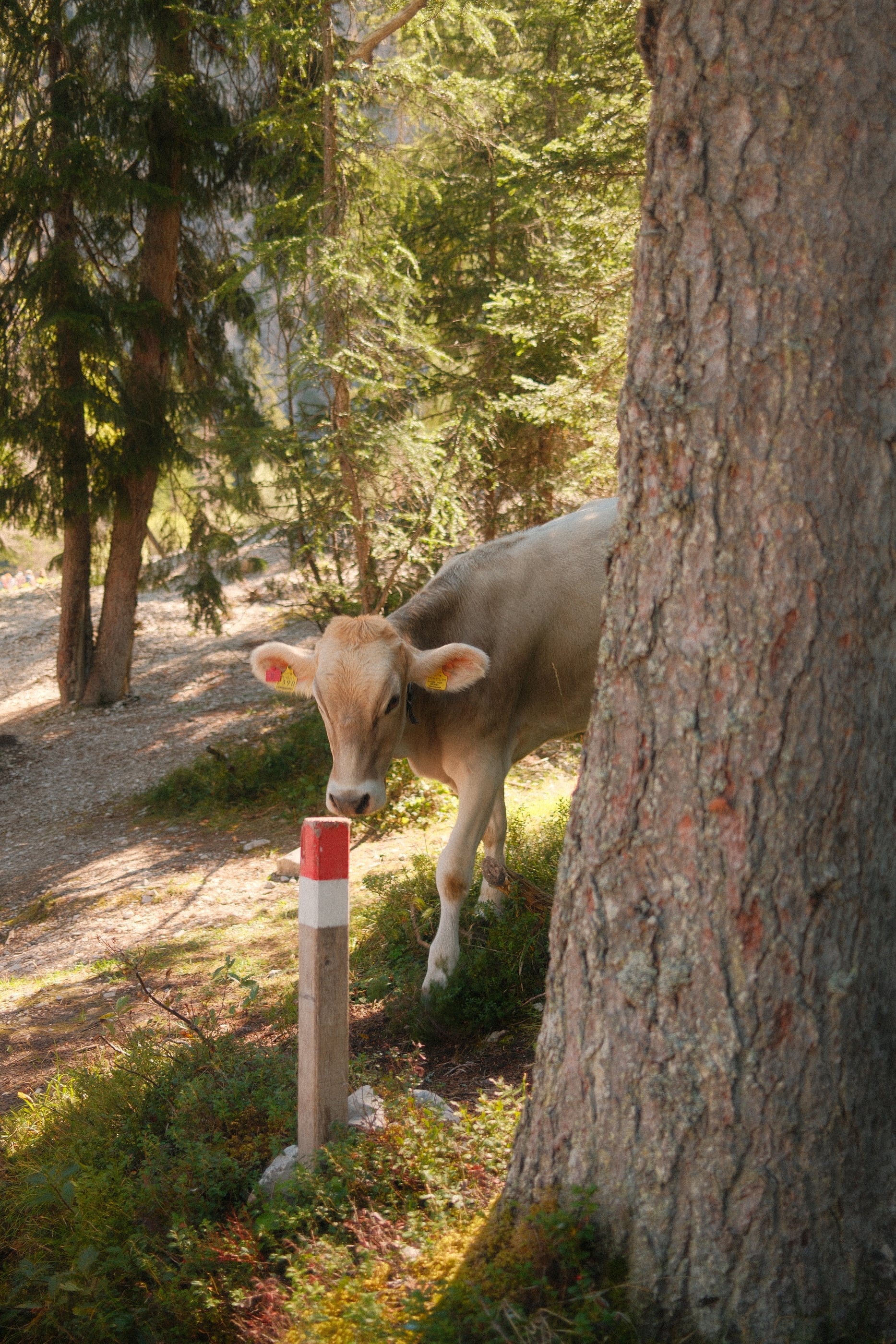 Une vache brune passe la tête derrière un gros tronc de mélèze, près d'une borne de sentier rouge et blanche.