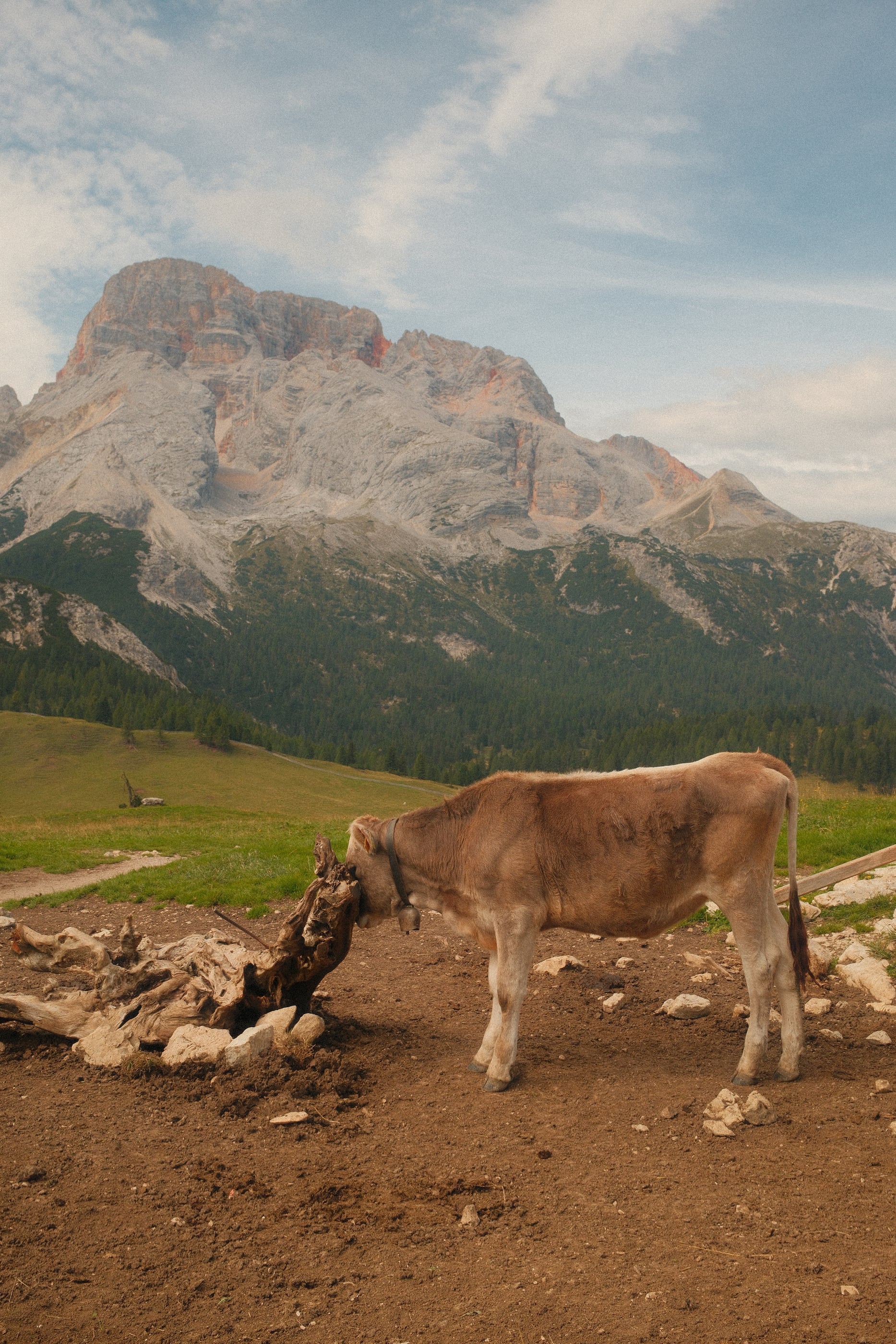 Une vache brune se frotte la tête contre une vieille souche, un massif rocheux et des forêts sous un ciel voilé.