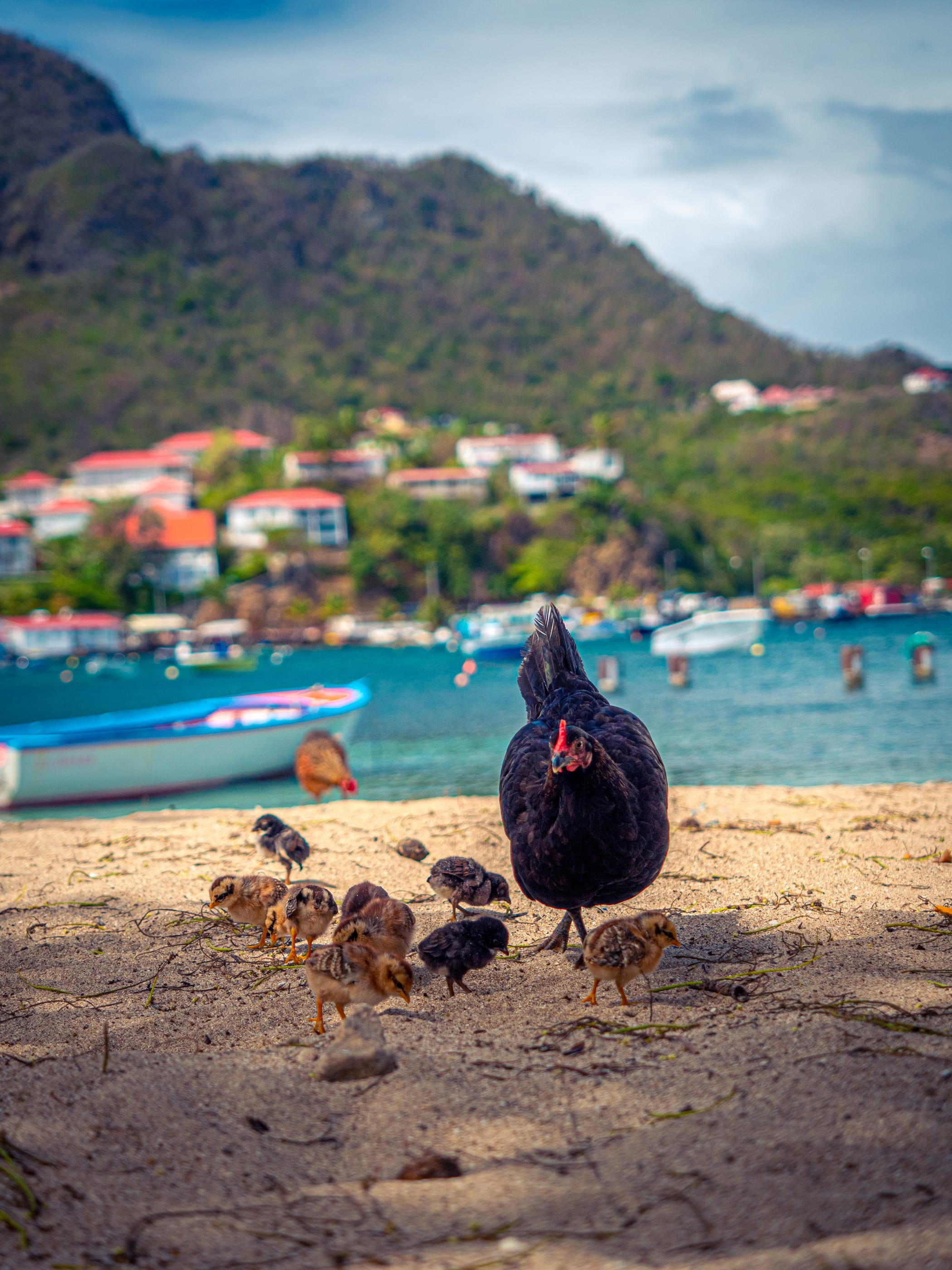 Une poule noire et ses poussins picorent sur le sable, la baie, ses bateaux et les maisons sur la colline verte derrière.