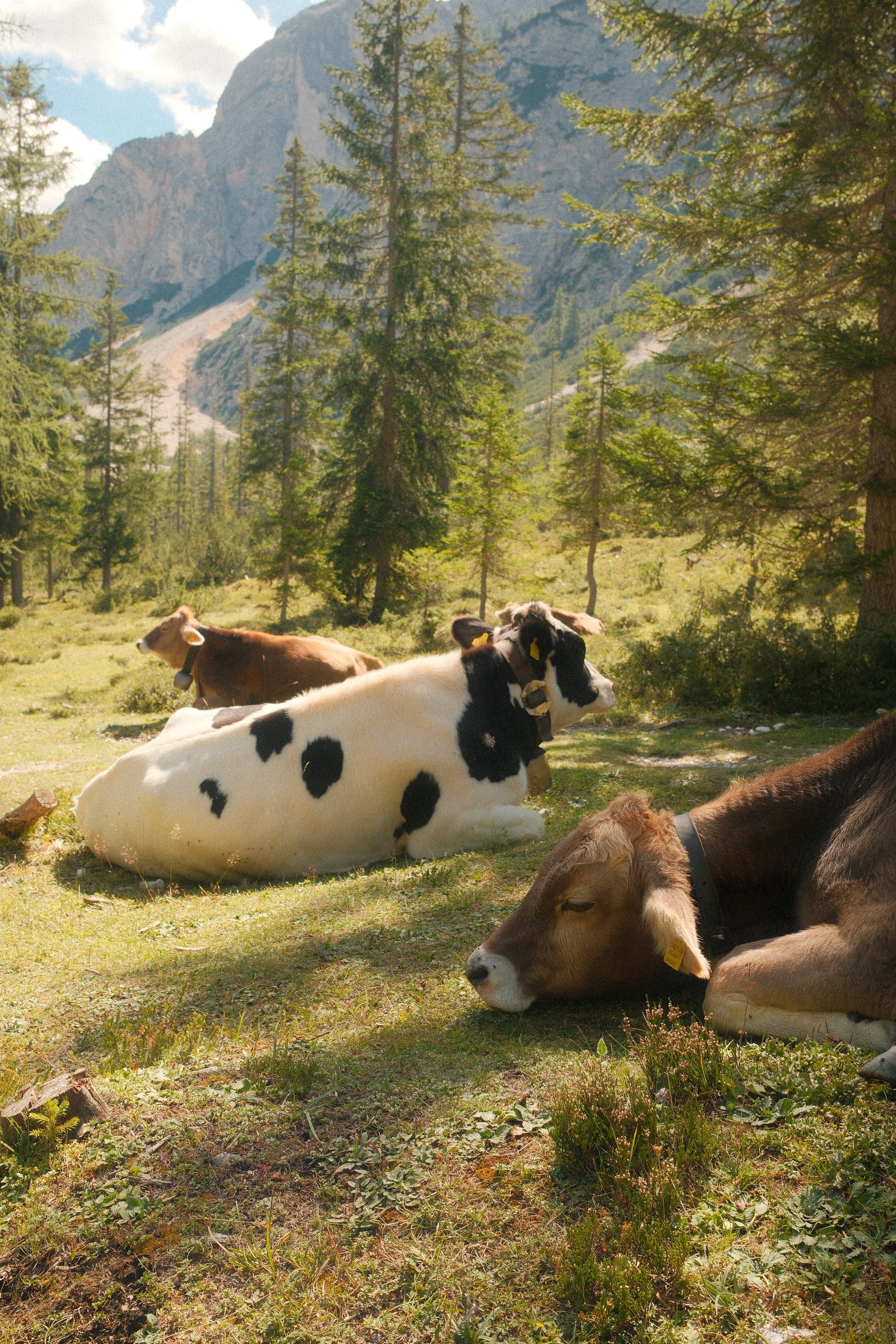 Trois vaches couchées dans l'herbe à l'ombre des sapins, une paroi rocheuse derrière dans le soleil.